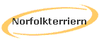 Norfolkterriern