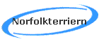 Norfolkterriern